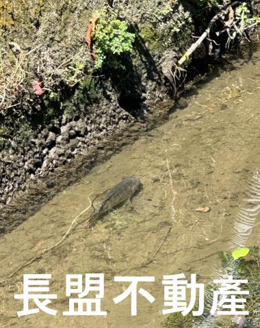 石岡農地-9