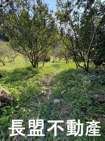 東勢休閒地-3