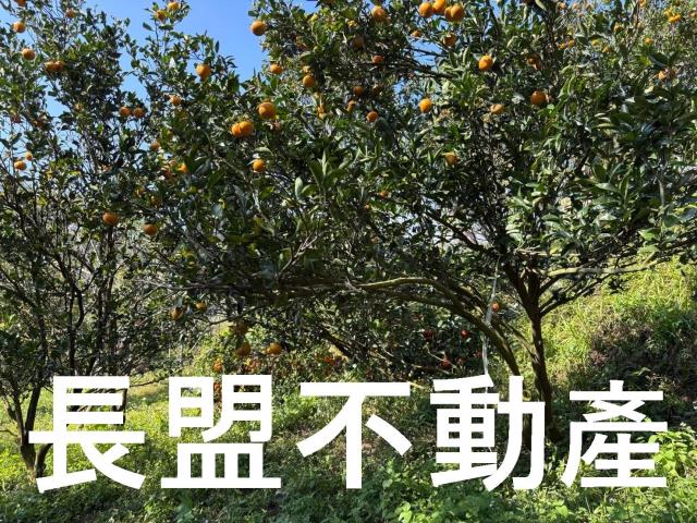 東勢休閒地-6