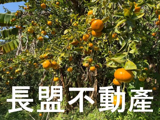 東勢休閒地-7